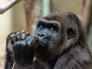 Gorilla portrait mit grossen augen