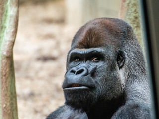 Gorilla portrait mit grossen augen