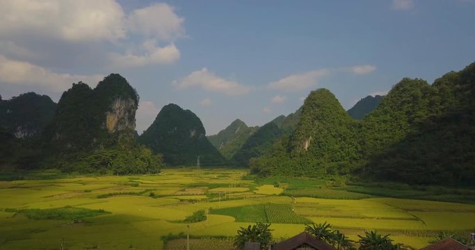 Aerial view of Vietnam landscapes. Yellow rice field in village at Cao Bang, Vietnam. Royalty high-quality free stock video footage of beautiful yellow rice fields prepare the harvest in valley