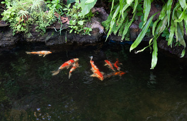 fish  carp in japan garden with green with green leave