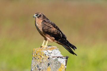 Montagu's Harrier (Circus pygargus).