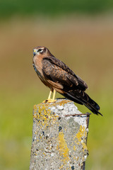 Montagu's Harrier (Circus pygargus).