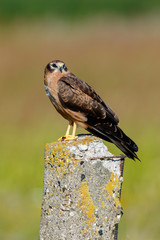 Montagu's Harrier (Circus pygargus).
