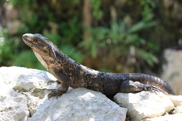Portrait of Mexican iguana in the wild Tulum Maya Mexico summer travel