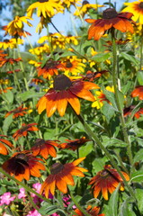 Fototapeta premium Rudbecia flowers in bloom in the garden on a Sunny day 