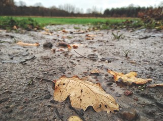 close-up of an autumn leaf in front of a field