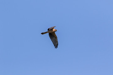 Montagu's Harrier (Circus pygargus).