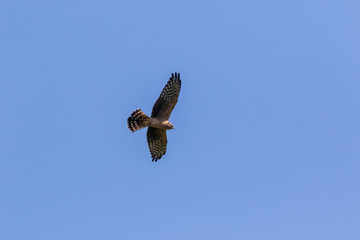Montagu's Harrier (Circus pygargus).
