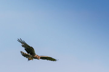 Montagu's Harrier (Circus pygargus).