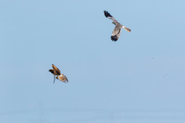 Montagu's Harrier (Circus pygargus).