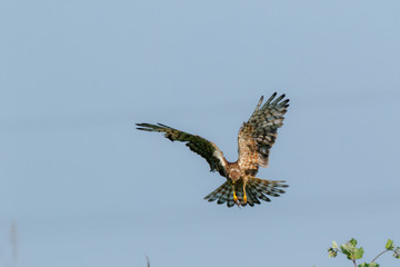 Montagu's Harrier (Circus pygargus).
