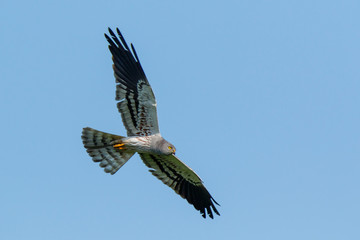 Montagu's Harrier (Circus pygargus).