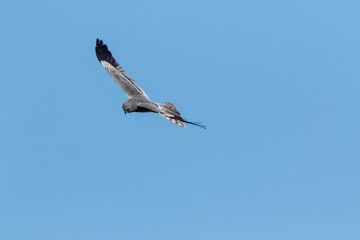 Montagu's Harrier (Circus pygargus).