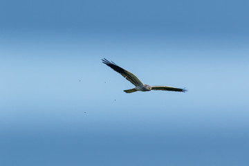 Montagu's Harrier (Circus pygargus).