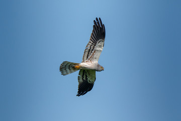 Montagu's Harrier (Circus pygargus).