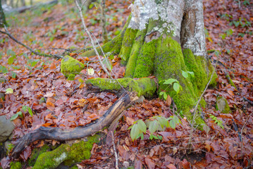 roots of the trees in the mountains