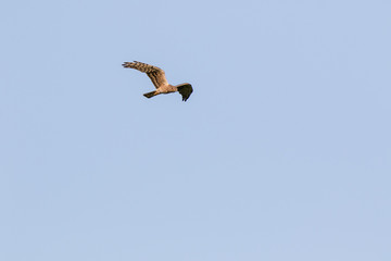 Montagu's Harrier (Circus pygargus).