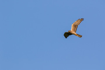 Montagu's Harrier (Circus pygargus).