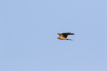 Montagu's Harrier (Circus pygargus).