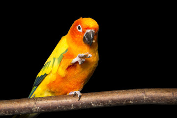 Sun Conure on a black background