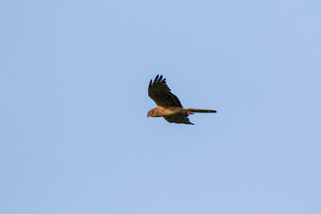 Montagu's Harrier (Circus pygargus).