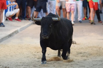 Spanish bull