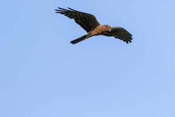 Montagu's Harrier (Circus pygargus).