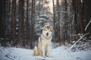 Close-up Portrait of gorgeous and free Siberian Husky dog sitting in the winter forest at sunset.