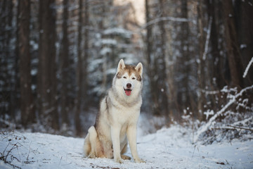 Close-up Portrait of gorgeous and free Siberian Husky dog sitting in the fairy winter forest at sunset.