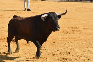 Spanish bull