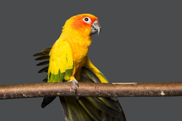 Sun conure stretching his wing on a grey background