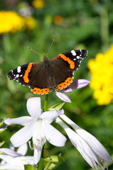 Butterfly Admiral (lat. Vanessa atalanta) on flower hosts
