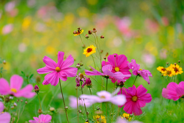 Flowers on a meadow in Aalen