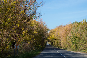 Tree tunnel with sunlight,autumn landscape.