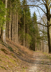 Fototapeta na wymiar coniferous forest in spring