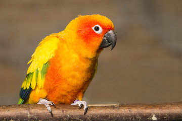 Sun Conure on a blurred background