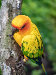 Bird On Tree 