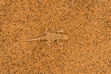 small lizard in the sand