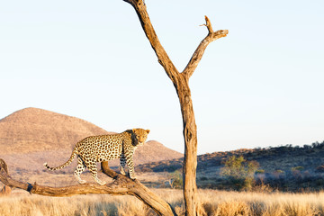 Leopard (Panthera pardus), im Baum