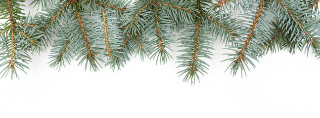 fir branch with cones