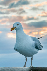 Le Goeland