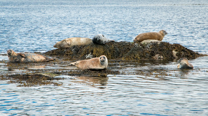 Fototapeta premium Bain de soleil des phoques