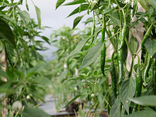 Green chili pepper in the vegetable garden. Ripe pods of green chili pepper on bush in garden.