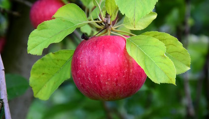 Apfel an einem Ast - Herbstzeit in Südtirol