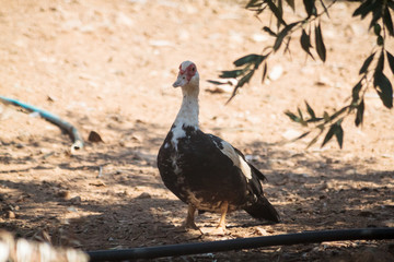 Duck walking in the sand on island of thassos