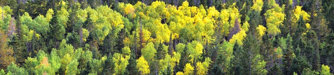 Late Summer early Fall panorama forest views hiking through trees in Indian Canyon, Nine-Mile Canyon Loop between Duchesne and Price on US Highway 191, in the Uinta Basin Range of Utah United States, 