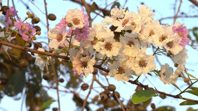 Lagerstroemia macrocarpa Wall or Queen of Flowers with light evening.