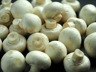 champignons on dark background