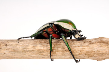 afrikanischer Rosenkäfer (Dicronorhina derbyana) - Derby's flower beetle