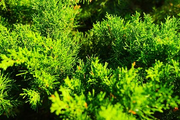 Fototapeta premium Green grass background. Sunny day